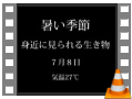 401011_夏の生き物①
